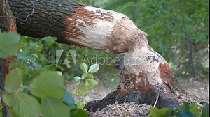 Tree felled by beaver. Beaver gnawed tree. Tree trunk with bite marks of beavers. Beaver bite marks on a trunk of a tree. Damaged wood by a bobber