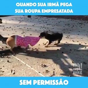 273K views · 3.1K reactions | Humor Animal on Reels | Facebook