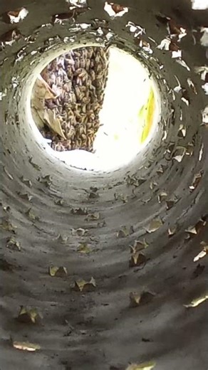 Secret Bee Colony Filmed Through a Pipe 😱🐝”