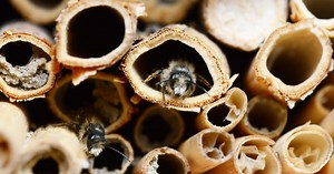 Insectenhotel of bijenhotel maken? Zo doe je dat | Natuurmonumenten | Natuurmonumenten