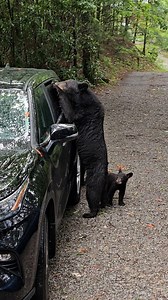 Not the best move 😆 | Furry Tails