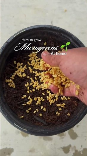 How to grow Microgreens at Home