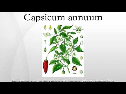 Capsicum annuum