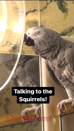 216K views · 3.9K reactions | My special squirrel language! #squirrel #parrotlovers #gibberish #squirreltalk #einsteinparrot #parrots #africangreyparrots #talkingparrots #talkingbird | Einstein the Talking Texan Parrot | Facebook