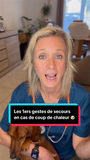 Coup de chaleur chien : gestes de secours