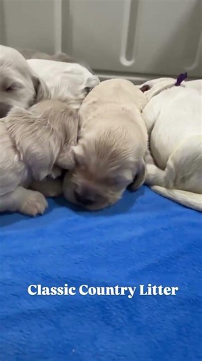 These little darlings are getting so close to opening their eyes.