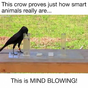 108K views · 68 reactions | How SMART Animals Are  P.S: Dont miss out the poll. | Girly Thoughts | Facebook