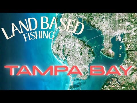 Florida Land Based Fishing - Catching Mangrove Monsters!