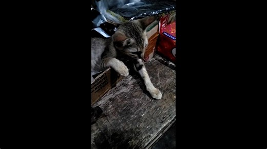 Cat sleeping in a funny position in Kebumen, Java, Indonesia