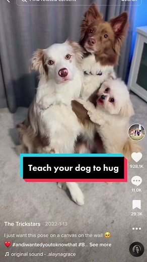 Easy Dog Trick Tutorial: Teach Your Dog to Hug