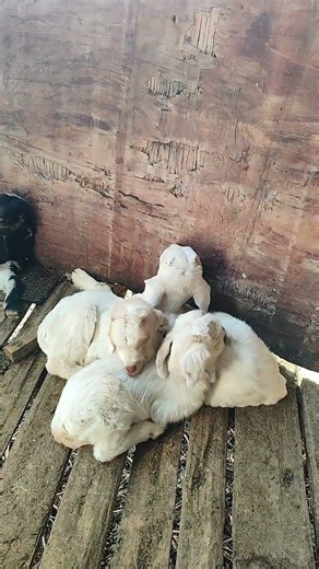 Baby Goats Sleeping Peacefully 🐐💤 #goat #farmanimalct #animals #cutefarmanimal