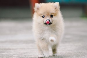 Pomeranian Black Skin Disease (Quick Facts)