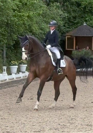 Mastering Dressage Techniques for Equestrian Success