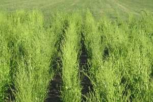 Bolting in spring vegetables