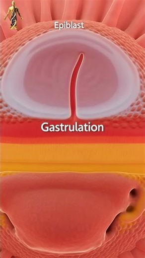 Pregnancy Week 3 Explained in 3D | Gastrulation & Germ Layer Formation#biodigitalbody #anatomy