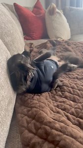 Meet Phoebe! 🐾This adorable long-haired Chihuahua is looking for her forever home! Weighing in at about 8 pounds, Phoebe is a delightful mix of sweetness and energy. With her soft, brownish-black fur and playful spirit, she’s the perfect cuddle buddy for anyone seeking a little companion.Phoebe loves to play fetch, chase her toys, and is always up for a game. She gets along great with other dogs and, despite initial concerns about her being shy around men, she has been nothing but affectionate 