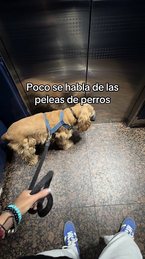 bobthecockerpaisa on TikTok