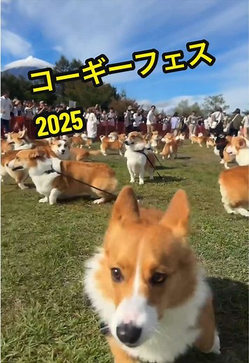コーギーフェス 2025 Autumn Corgi Festival #コーギー #corgifestival #throwback #corgi #japan