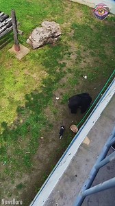 25M views · 115K reactions | Chimpanzee kindly returns dropped toy to kid | HomeChic | Facebook