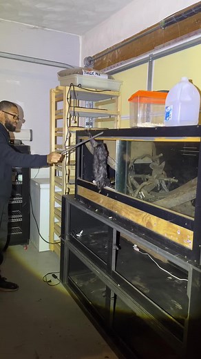 Feeding my Reticulated Python Bella a rabbit! Retics are known to be aboreal snakes, which they love to climb and be in tress. #retic #reticulatedpython #snake #reptile #blackreptileowner #bella #viral #viralvideo #inspiration #teach #educate