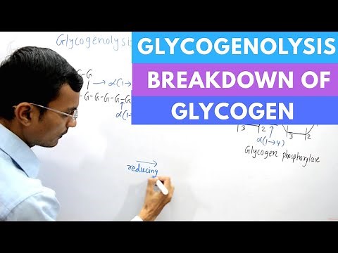 Glycogenolysis | Glycogen degradation