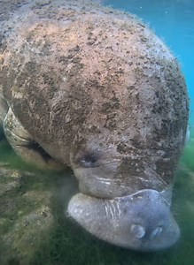 Munching and crunching to the beat!🎶 Manatees eat for an average of 8-10 hours each day on different grasses and vegetation.🌿 All of that eating equates to around 10% of their body weight, which could be up to 100 lbs of grass per day!🌱 If you’d like to like to observe a Munching Manatee: 📞: (352)563-2763 💻: www.birdsunderwater.com | Bird's Underwater Dive Center