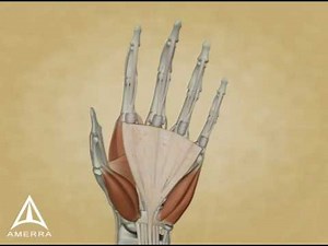 Trigger Finger - 3D Medical Animation
