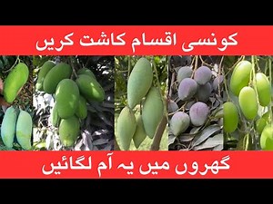 Selecting the Right Mango Varieties: A Grower’s Essential Guide.