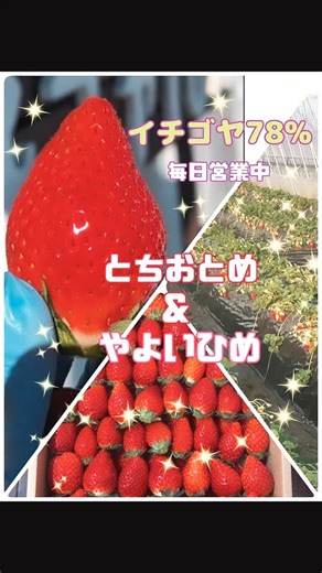 イチゴヤ78％ on Instagram: "土耕栽培で育った甘くて張りのあるキラキラした苺が次々できてます💙 ただ甘いだけじゃなくて食べたら止まらなくなるやみつき苺を目指してます🥳 直売所毎日営業(11時〜16時)しております🙆 苺のご予約、郵送随時承り中です💚お気軽にご連絡ください💚 土日は可愛いいちごシェイク&イチゴアメ販売中です❤️ #苺 #いちご #茨城県 #古河市 #土耕栽培"