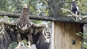 The spread wings of an eagle. The gaze of a eagle close-up. The eagle spread its wings. Eagle profile. Steller's sea-eagle. A powerful and beautiful Eagle close-up. Relaxing stock video footage.