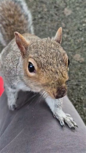 grey squirrels are amazing #squirrels