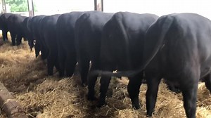 Aberdeen-Angus Cattle Society on Reels