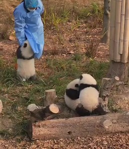 4.2K views · 227 reactions | Fluffyness to the rescue  #SpookySeason #petcare #petherapy #cuteanimals #fblifestyle #panda #fluffy #pandas #cute #naturephotography #nature #care #beautiful #love #babypanda #babypandas #funnyanimals | Pandas, a Light In My Heart | Facebook