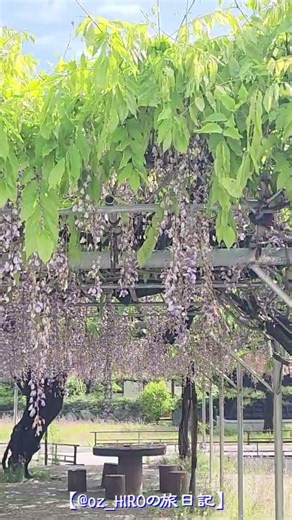 【花シリーズ】三色の藤が咲き競う～長福寺（藤棚） #shorts #長福寺 #藤棚 #藤の花 #三色の藤 #花巡り #春の風景 #絶景スポット