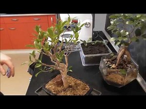 BONSAI Ficus Retusa es és Ginseng metszése és szaporítása