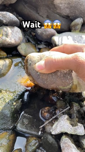 Catch fish bare hands