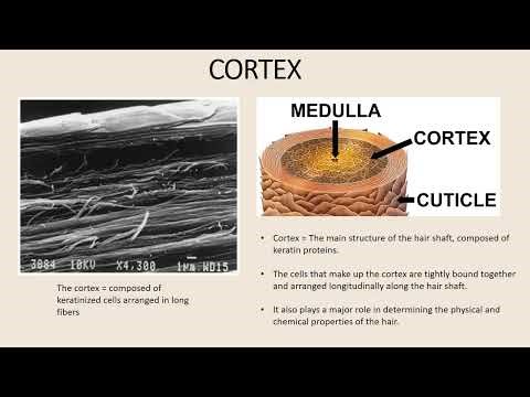 Structure of the Hair Shaft