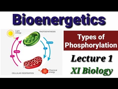 Introduction to Bioenergetics (Lecture 1)