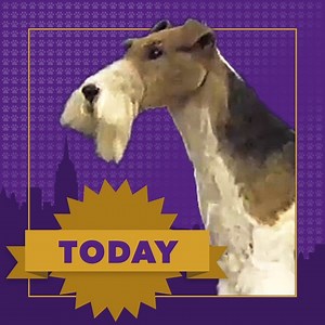 30K views · 791 reactions | Westminster Week kicks off TODAY with the 7th Annual Masters Agility Championship! Streaming LIVE from 8am-4:30pm EST: www.westminsterkennelclub.org | Westminster Kennel Club Dog Show | Facebook