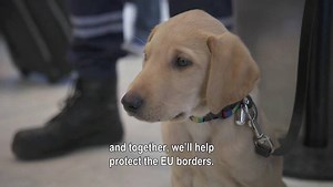 22K views · 944 reactions | Meet Mismo and Newton . They train very hard every day to become the best customs sniffer dogs Europe has ever seen. Our dogs have a very cool job. They detect all sorts of illegal products and they help keep the EU safe.  Did you know? The  Customs Unions turns 50 in 2018! #CustomsUnion #50CU | European Commission | Facebook