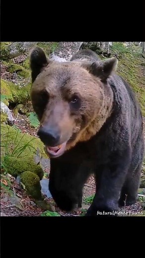 GRAN OSO PARDO EN EL HAYEDO #cordilleracantabrica #naturaleza #wildlife
