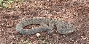 Reptile experts give snake safety tips for warmer months