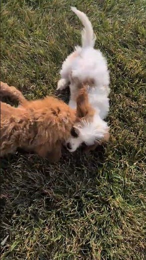 #cavapoo #golden #kpdh