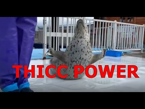T H I C C seal compilation 3 [& elephant seal too]