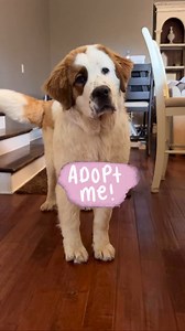 🩷Available for adoption🩷 🩷Miska 🩷6 month old female Saint Bernard puppy ✅UTD on age appropriate vet care, vaccine & preventatives 🐶Good with other dogs 🐱Good with dog savvy cats 👧🏻Kids 8 yrs old unless they've recently lived with a giant breed. 🏠Housebroken & crate trained 🌎Location Nashville TN area 🚗We adopt nationwide #nashville #adopt #adoptme #adoptable #adoptabledog #adoptabledogsofinstagram #fosteringsaveslives #saintbernard #saintbernardsofinstagram #saintbernardforadoption #r
