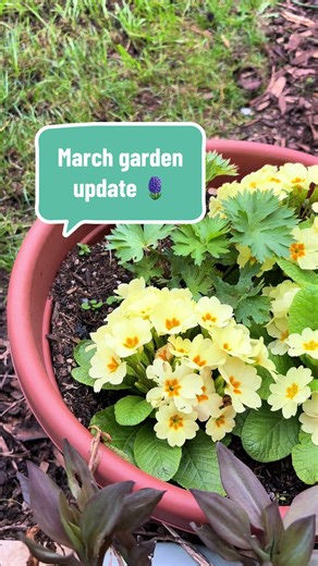 Lots of plants/flowers have started to sprout. The signs of spring are well and truly here 🪻🌸 #marchgarden #newbuildgarden #ukgarden #springgardening #marchgardening