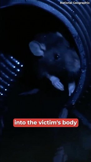 Rat Torture: UNTHINKABLE 🐀 | History 101