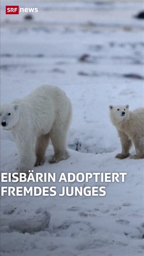 SRF News on Instagram: "In Kanada wurde ein seltener Fall von Adoption unter Eisbären dokumentiert. Forscherinnen und Forscher sichteten an der Hudson Bay in der kanadischen Provinz Manitoba im Frühling zunächst eine Bärin, die mit ihrem Jungen ihre Wurfhöhle verliess. Das Jungtier wurde seinerzeit wie üblich zu Forschungszwecken mit einer Marke versehen. 🐻‍❄️🐻‍❄️🐻‍❄️ Vor wenigen Wochen nun trafen die Forscher dasselbe Muttertier in Begleitung eines weiteren Jungtiers, das nicht markiert war.