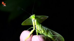 10K views · 189 reactions | Coyote and the crew find one INCREDIBLY leaf mantis! How beautiful is this insect?! | Coyote Peterson | Facebook