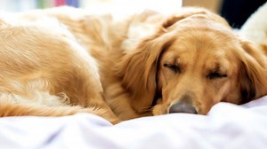 How Long Do Golden Retrievers Need to Sleep? (Explained!) | Loyal Goldens